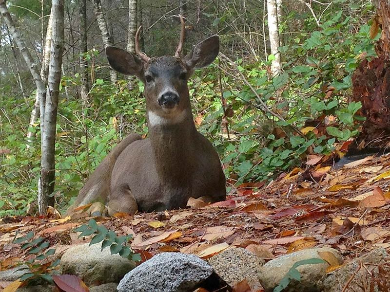 Deer and wildlife on the property at the Sevalight Centre, Sunshine Coast BC