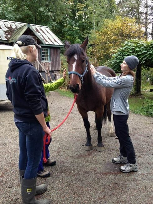 Animal Healing Course - give healing to farm animals and horses