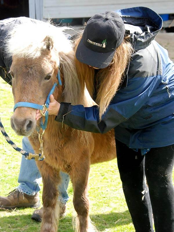 Animal Healing Course - give healing to farm animals and ponies