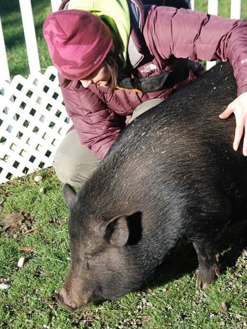 Animal Healing Course - give healing to farm animals and pigs