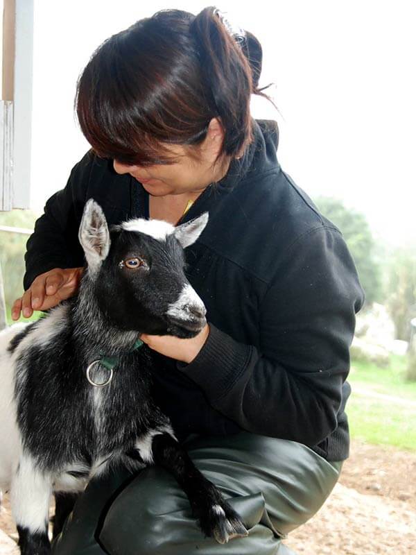 Animal Healing Course - give healing to farm animals and goats