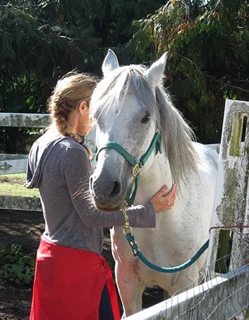 Healing for Animals - holistic horse therapy, Sunshine Coast BC